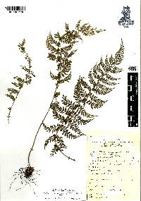 Asplenium blepharophorum image