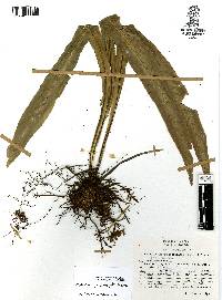 Holodictyum ghiesbreghtii image