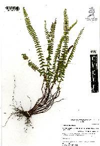 Asplenium monanthes image