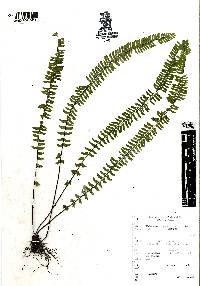 Asplenium monanthes image