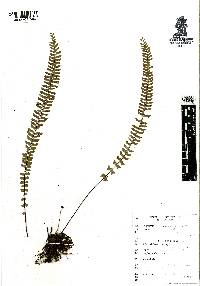 Asplenium monanthes image