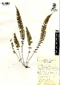 Asplenium monanthes image