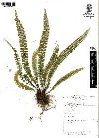 Asplenium monanthes image