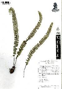 Asplenium monanthes image