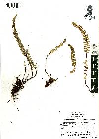 Asplenium monanthes image