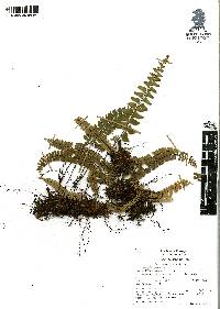 Asplenium monanthes image