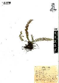 Asplenium monanthes image