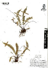 Asplenium monanthes image