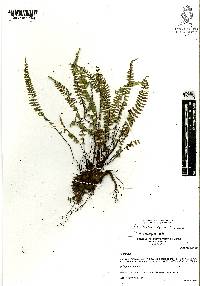 Asplenium palmeri image