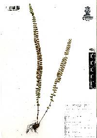 Asplenium palmeri image