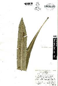 Asplenium serratum image