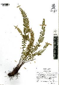 Asplenium sessilifolium image