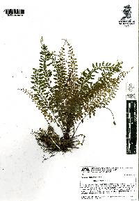 Asplenium sessilifolium image