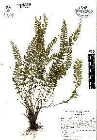 Asplenium sessilifolium image