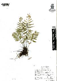 Asplenium sphaerosporum image