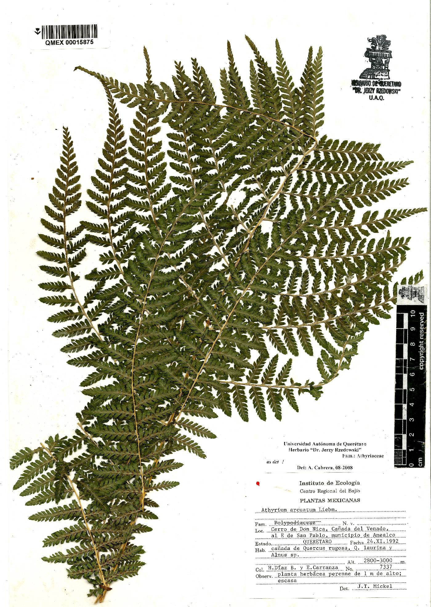 Athyrium arcuatum image