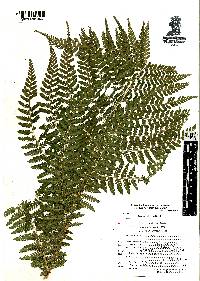 Athyrium arcuatum image