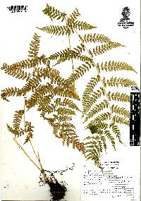 Athyrium arcuatum image