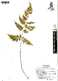 Athyrium palmense image