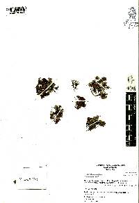 Azolla filiculoides image