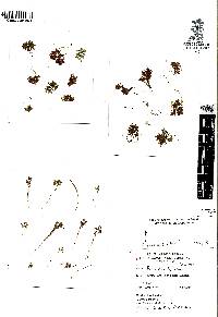 Azolla filiculoides image