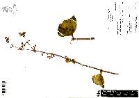Begonia gracilis image