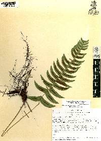 Blechnum appendiculatum image