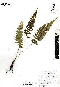 Blechnum appendiculatum image