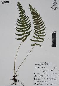 Blechnum glandulosum image