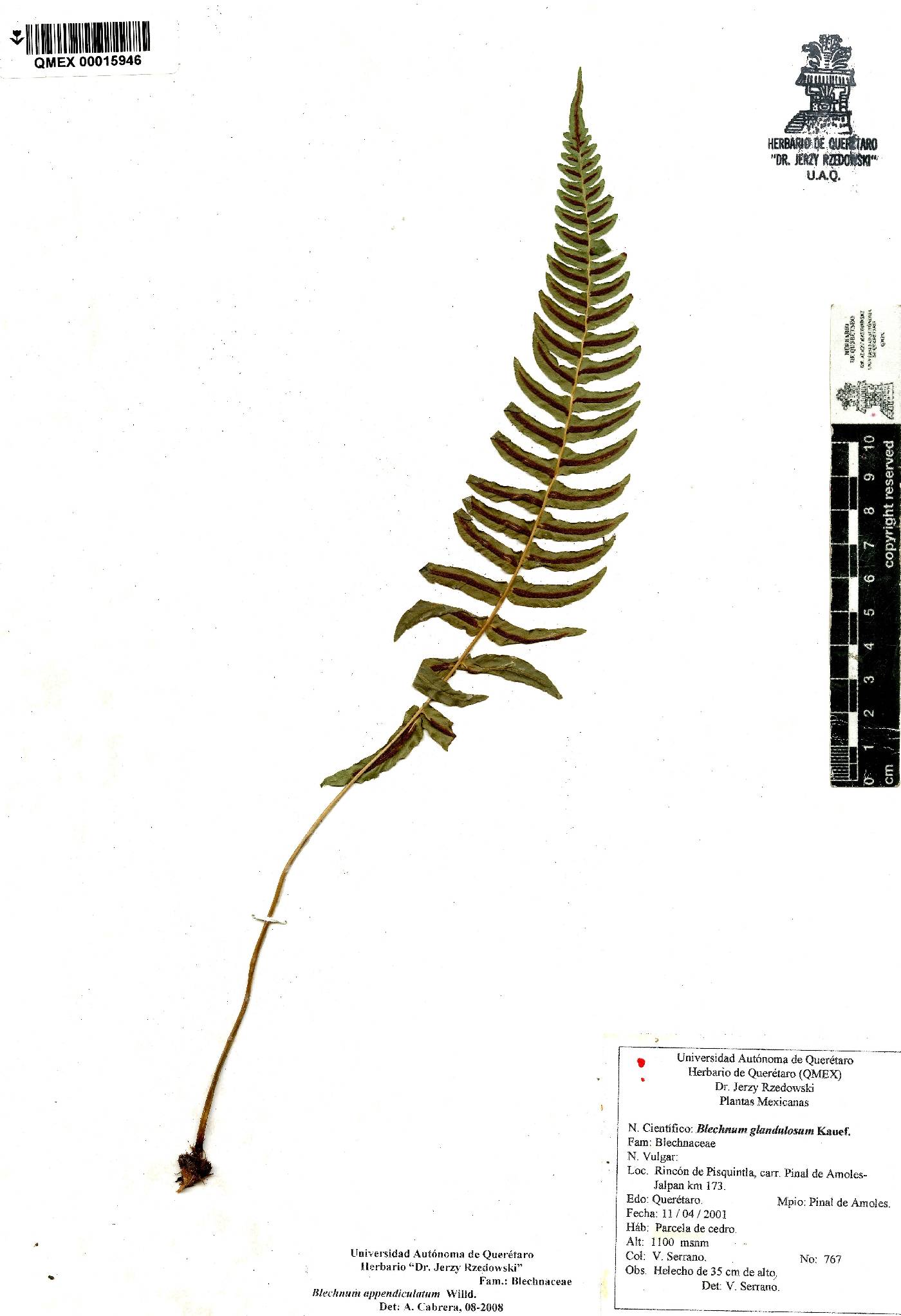 Blechnum appendiculatum image