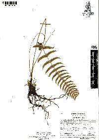 Blechnum appendiculatum image