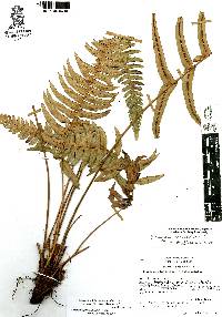 Blechnum appendiculatum image