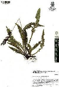 Blechnum stoloniferum image