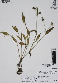 Callisia amplexicaulis image