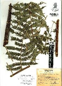 Cyathea godmanii image