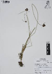 Cyperus manimae image