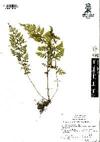 Cystopteris membranifolia image