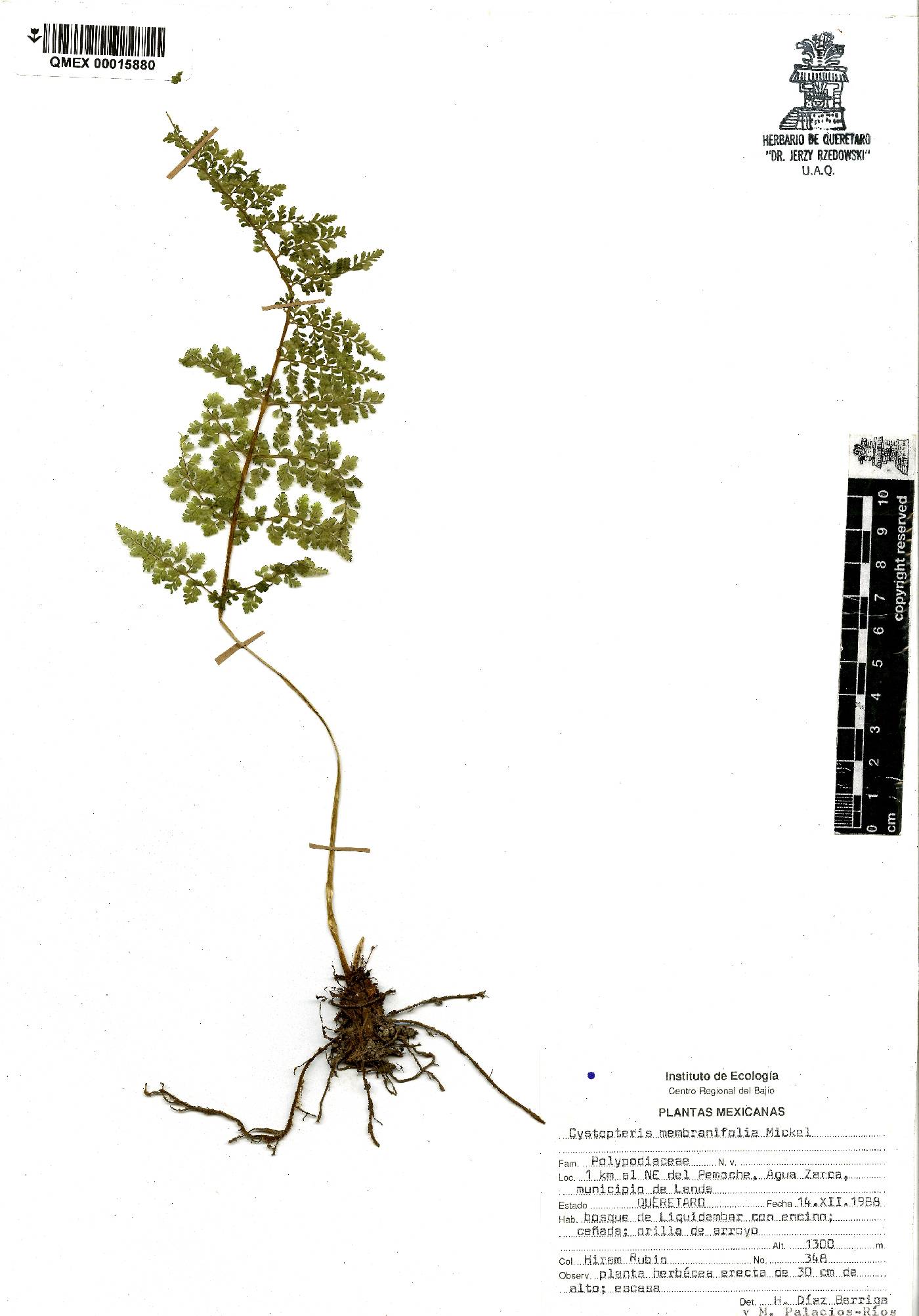 Cystopteris membranifolia image