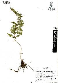 Cystopteris membranifolia image