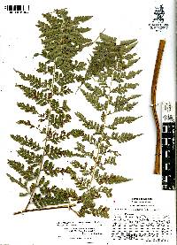 Dennstaedtia bipinnata image