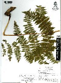 Dennstaedtia distenta image