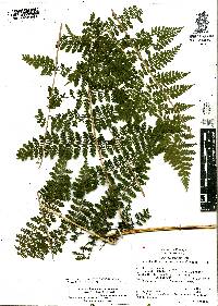 Dennstaedtia distenta image