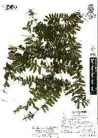 Dennstaedtia distenta image