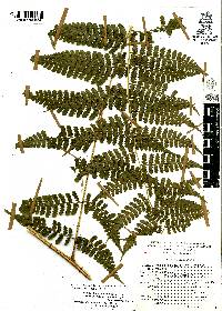 Dennstaedtia globulifera image