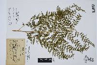 Dennstaedtia globulifera image