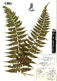 Dennstaedtia globulifera image