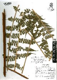 Dennstaedtia globulifera image