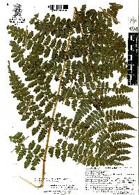 Dennstaedtia globulifera image