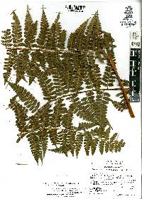 Dennstaedtia globulifera image