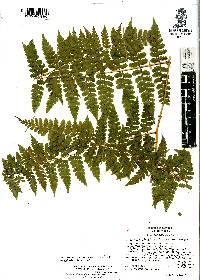 Dennstaedtia globulifera image